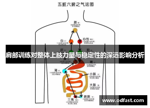 肩部训练对整体上肢力量与稳定性的深远影响分析